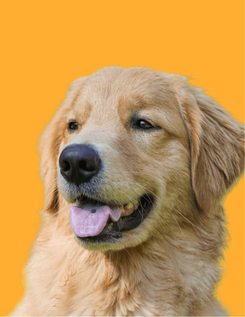 Happy dog photo